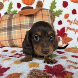 Kate - Chocolate female Dachshund puppy in Girard, Illinois from Bryant's Babies