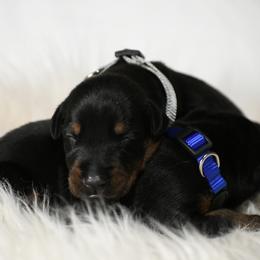 Boy 1 - Black and rust male Doberman Pinscher puppy in Overton, Texas from Obsidian Kennel