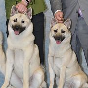 Norwegian Buhunds from Cloudpointe Kennels