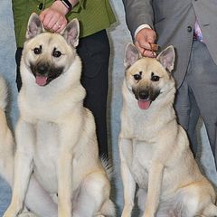Norwegian Buhunds from Cloudpointe Kennels