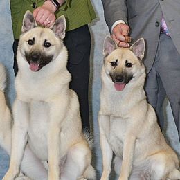 Norwegian Buhunds from Cloudpointe Kennels