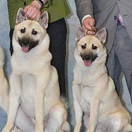Norwegian Buhunds from Cloudpointe Kennels
