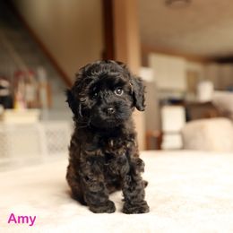 Amy - Black female Cockapoo puppy in Canastota, New York from Silver City Cockapoos