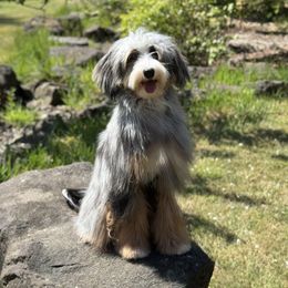 Roulette - Bernedoodle