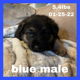 German Shepherd Puppies from Dady Shepherds