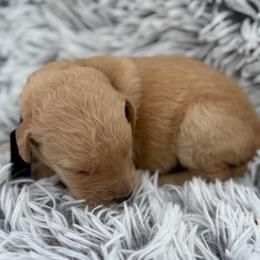 Nala - Apricot female Goldendoodle puppy in Ambrose, Georgia from Brandilyn's Aussies