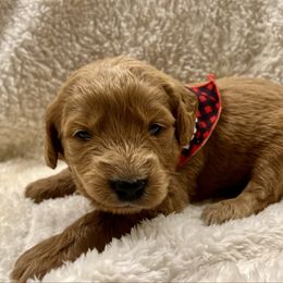 Dancer - Apricot female Goldendoodle puppy in The Woodlands, Texas from Gracie's Goldendoodles and Bernedoodles