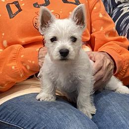 West Highland White Terrier Puppies from Ravens Nest Westies