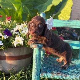 Preslee - Chocolate female Dachshund puppy in New Albany, Mississippi from Double A. Doxies