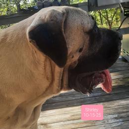 Shirley - Mastiff