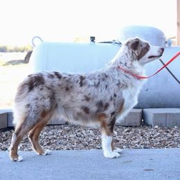 Elle - Miniature Australian Shepherd