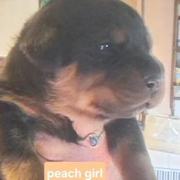 Girl 4 - Black and mahogany female Rottweiler puppy in De Witt, Iowa from Irish Eyes Kennels