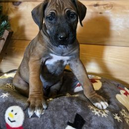 Rafe - Rd whtn blk nose male Rhodesian Ridgeback puppy in Gaffney, South Carolina from Circle D Farms
