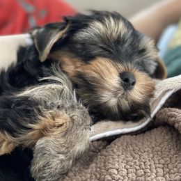 Yorkshire Terriers from Silver Creek Yorkies