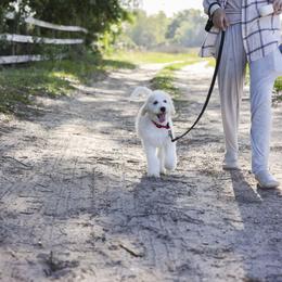 Charlie Brown - Parti male Goldendoodle puppy in Seffner, Florida from Gold Diamond Pup