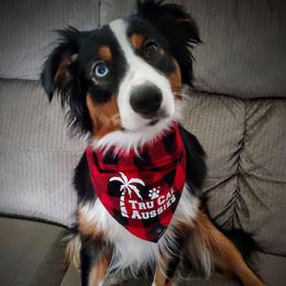 Daisy - Miniature American Shepherd