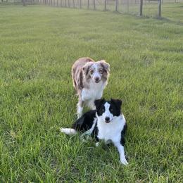 Border Collies from A&S Pet Services