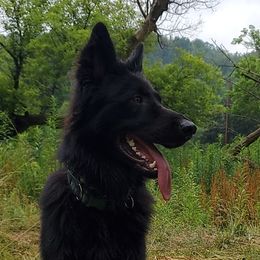 Kodiak - German Shepherd