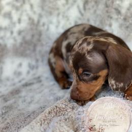 Dachshund Puppies from CSW Dachshunds