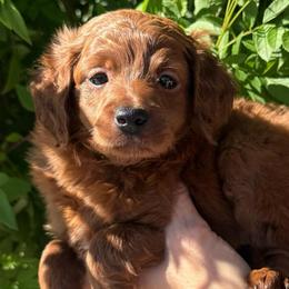 Orange - Red  female Goldendoodle puppy in Tucson, Arizona from Adored Poodle & Doodles