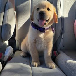 Lavendar collar - Light golden female Golden Retriever puppy in Brush Prairie, Washington from Paradise Peaks