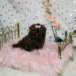 Shih Tzu Puppies from Shih tzu Factory