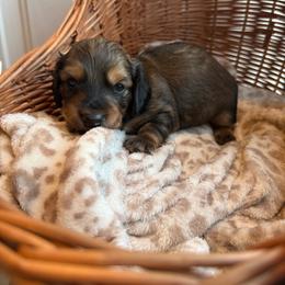 Maple - Cream female Dachshund puppy in Ecru, Mississippi from Toddy Kennels