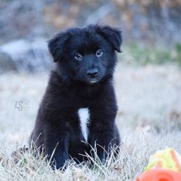 Touchdown - Black & white Miniature Australian Shepherd puppy in Marion, Michigan from 4 Seasons Aussies