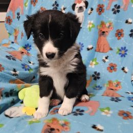 Hawk - Black Border Collie puppy in White Lake, Wisconsin from Rising Moon Border Collies