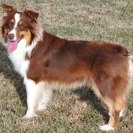 Ruby - Australian Shepherd