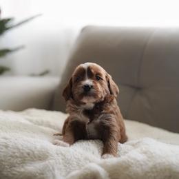Fern - Red  female Goldendoodle puppy in Vancouver, Washington from Blissful Doodles