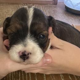 Havapoo puppies from Reining Glory Acres