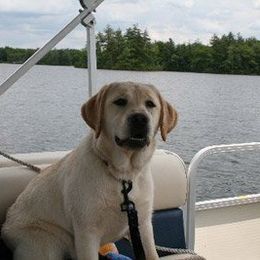 Labrador Retrievers from Carriage Hill Labs