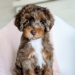 Goldendoodle Puppies from Mitten Doodles