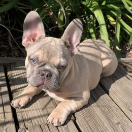 French Bulldogs from Fleur De Frenchie
