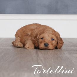 Tortellini (Purple Collar) - Red  female Goldendoodle puppy in Guthrie, Oklahoma from Edmond Doodles, LLC