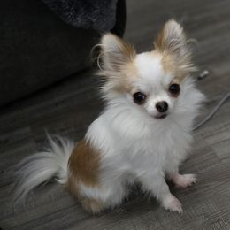 Chihuahua All Grown Up from D's Darling AKC Long Hair Chihuahuas