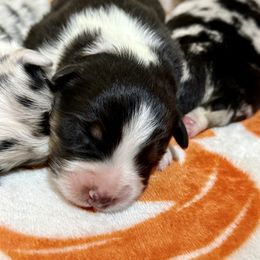Tilly - Black tri-color female Australian Shepherd puppy in Powhatan, Virginia from Scarlet Oak Aussies