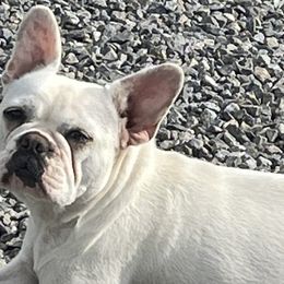 Francesca - French Bulldog
