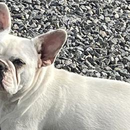 Francesca - French Bulldog