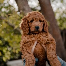 Goldendoodle and Sheepadoodle Puppies from Red River Goldendoodles