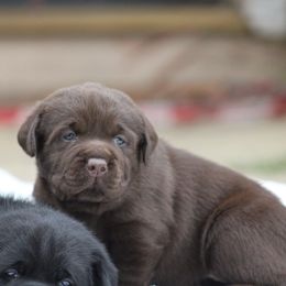 Pink collar - Chocolate female Labrador Retriever puppy in Marysville, California from Britt Labradors