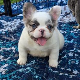 Onyx - Black and white male French Bulldog puppy in Miami, Oklahoma from Destiny Jones