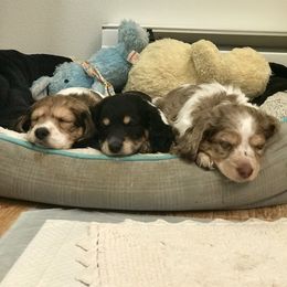 Dachshund Puppies from Alpine Meadow Dachshunds