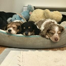Dachshund Puppies from Alpine Meadow Dachshunds