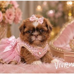 Vivienne - Chocolate female Shih Tzu puppy in Warren, Michigan from Danielle's Yorkie Babies