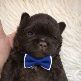 Holden - Chocolate male Shih Tzu puppy in Tallahassee, Florida from Bows and Bow Ties