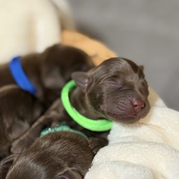 Lime - Chocolate male Labrador Retriever puppy in Huntington, Texas from Soggy Bottom Retrievers