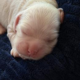 Red and white male 2 - Red and white male Cocker Spaniel puppy in Yuma, Arizona from Retrograde Kennels