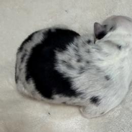 Pup 3 - Blue merle female Australian Shepherd puppy in Tehachapi, California from Country Oaks Farm